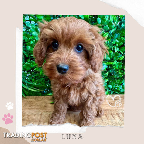 Beautiful 1st Gen Cavoodle Puppy - DNA Clear - Available on Breeders Terms