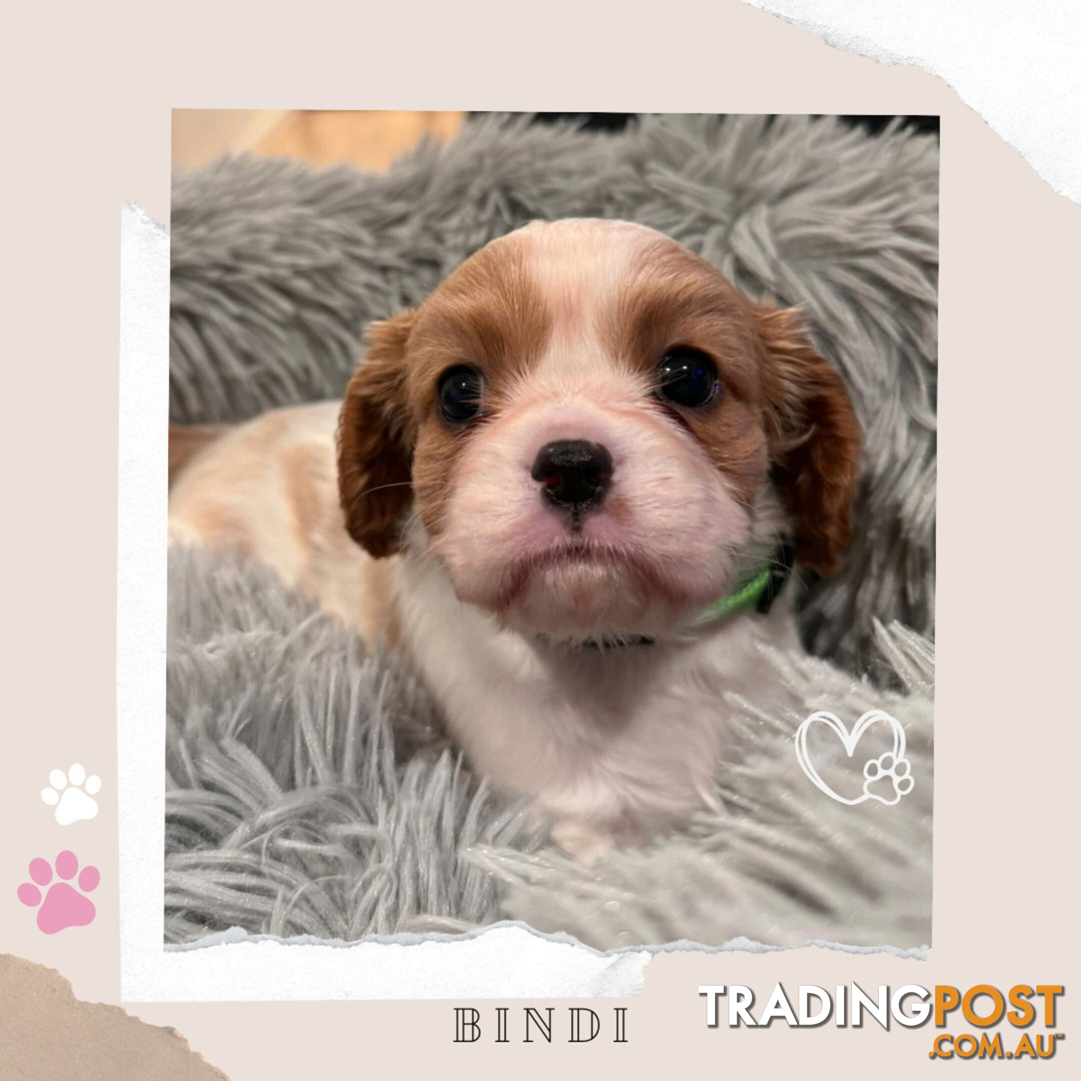 Beautiful Purebred Cavalier King Charles Spaniel Puppies. DNA Clear