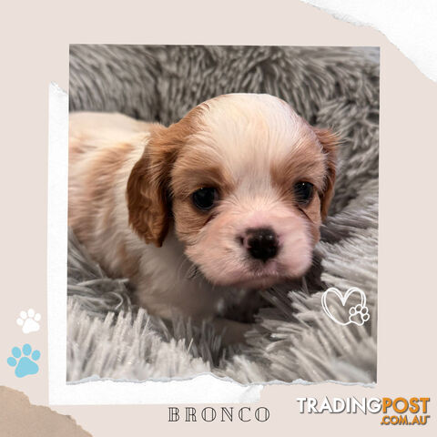 Beautiful Purebred Cavalier King Charles Spaniel Puppies. DNA Clear