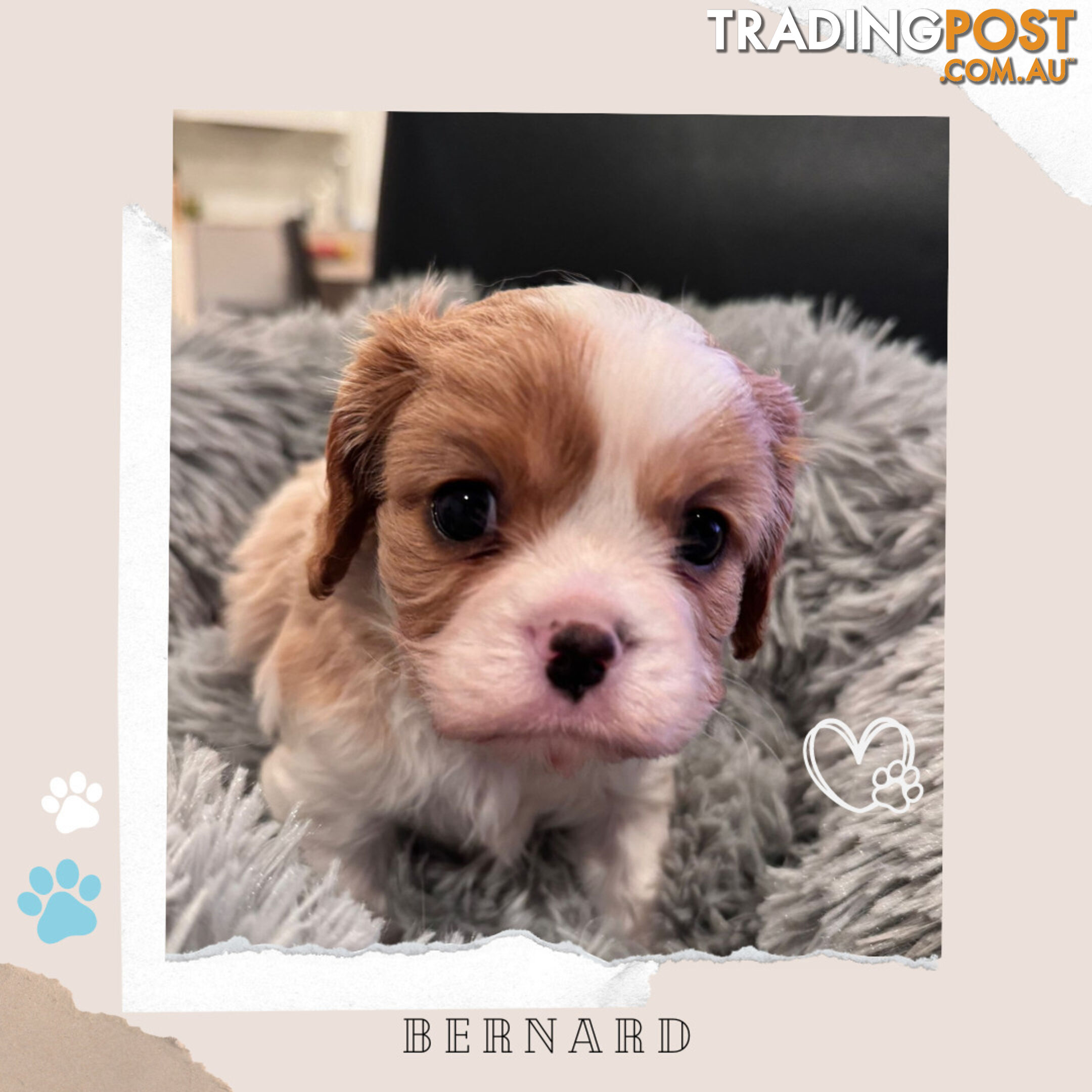 Beautiful Purebred Cavalier King Charles Spaniel Puppies. DNA Clear