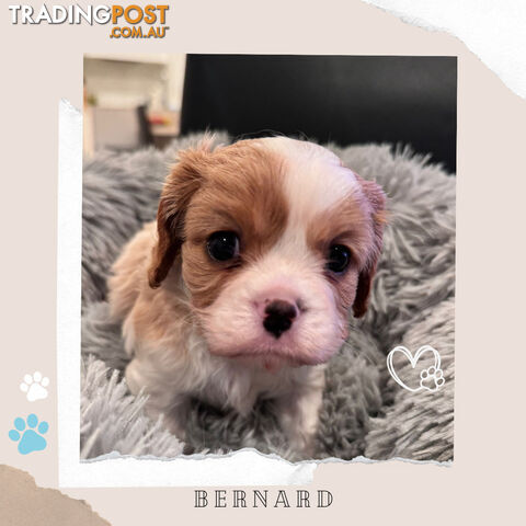 Beautiful Purebred Cavalier King Charles Spaniel Puppies. DNA Clear