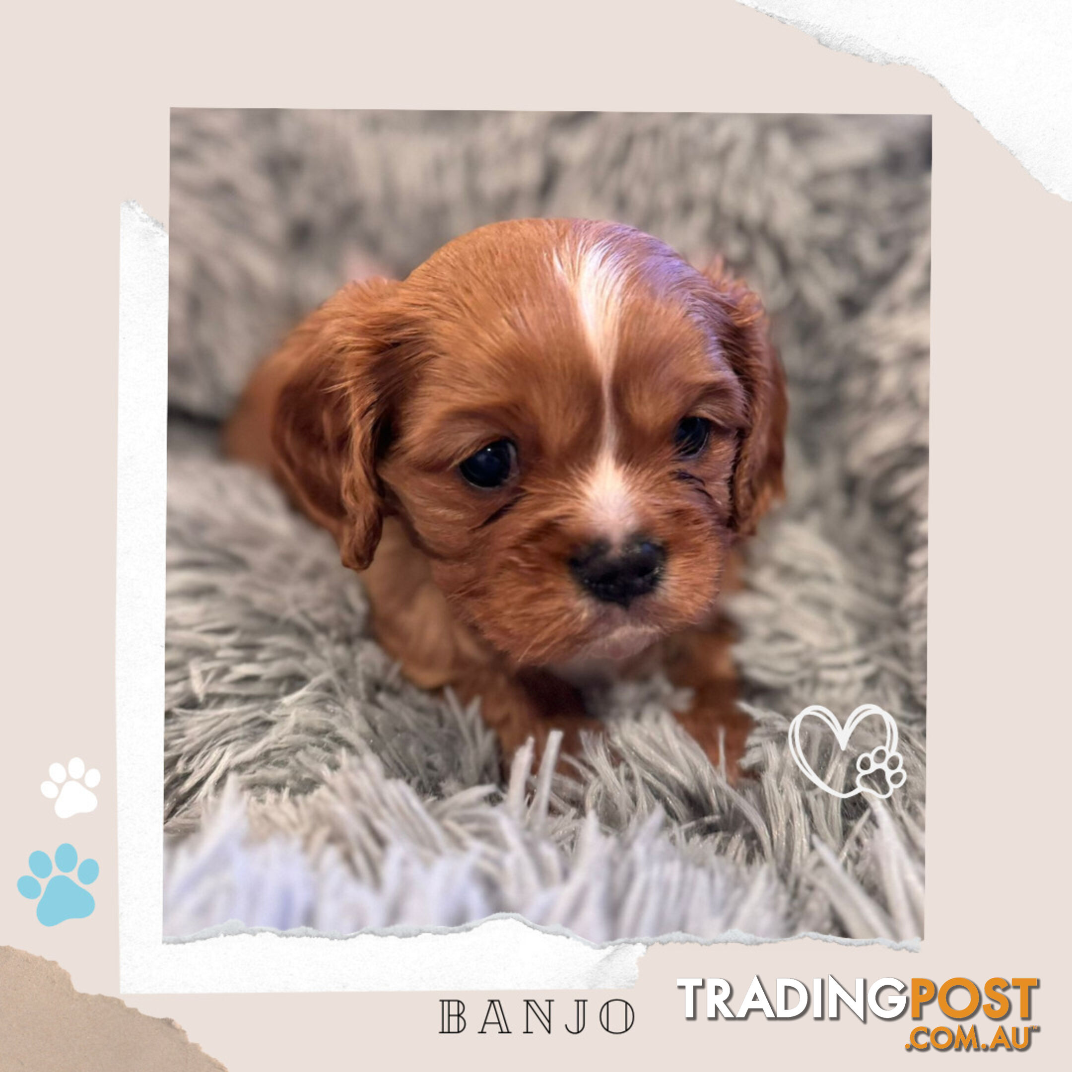 Beautiful Purebred Cavalier King Charles Spaniel Puppies. DNA Clear