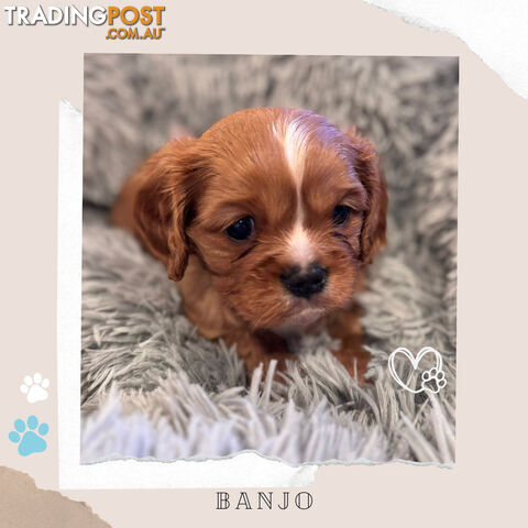 Beautiful Purebred Cavalier King Charles Spaniel Puppies. DNA Clear