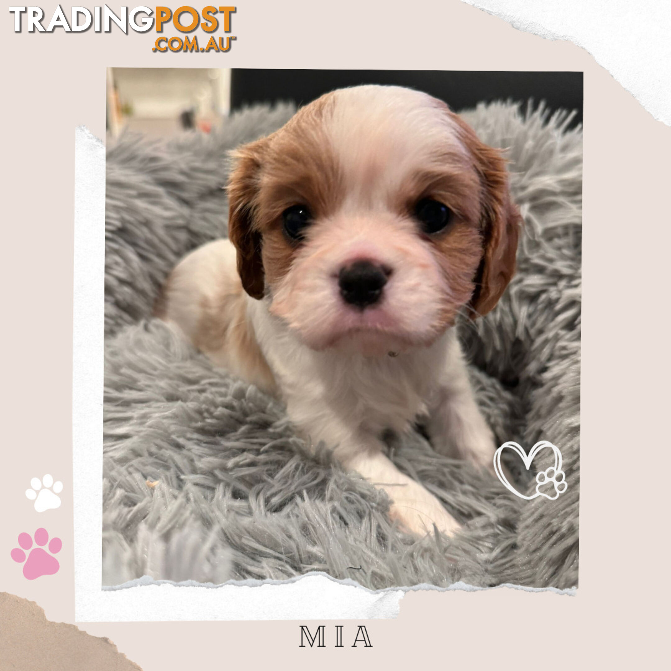 Beautiful Purebred Cavalier King Charles Spaniel Puppies. DNA Clear