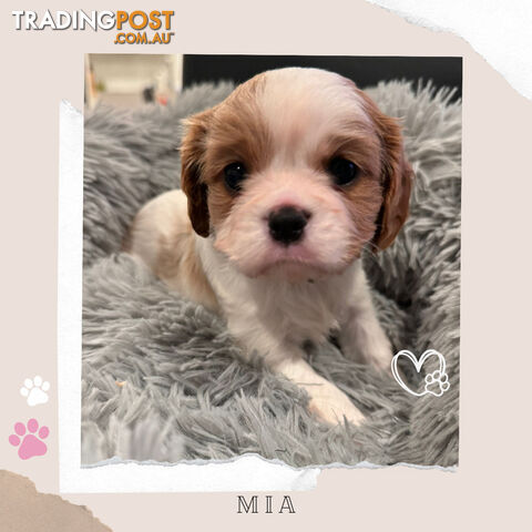 Beautiful Purebred Cavalier King Charles Spaniel Puppies. DNA Clear