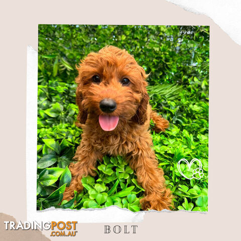 F1B Toy Cavoodles - FULLY Vaccinated, Toilet Trained &amp;amp; Non-shedding