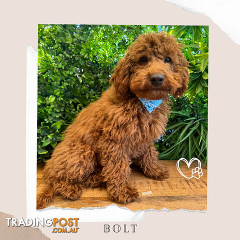 F1B Toy Cavoodles - FULLY Vaccinated, Toilet Trained & Non-shedding