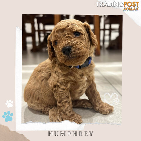 Beautiful F1B Toy Cavoodle Pups - Available Now - Sunbury VIC 3429