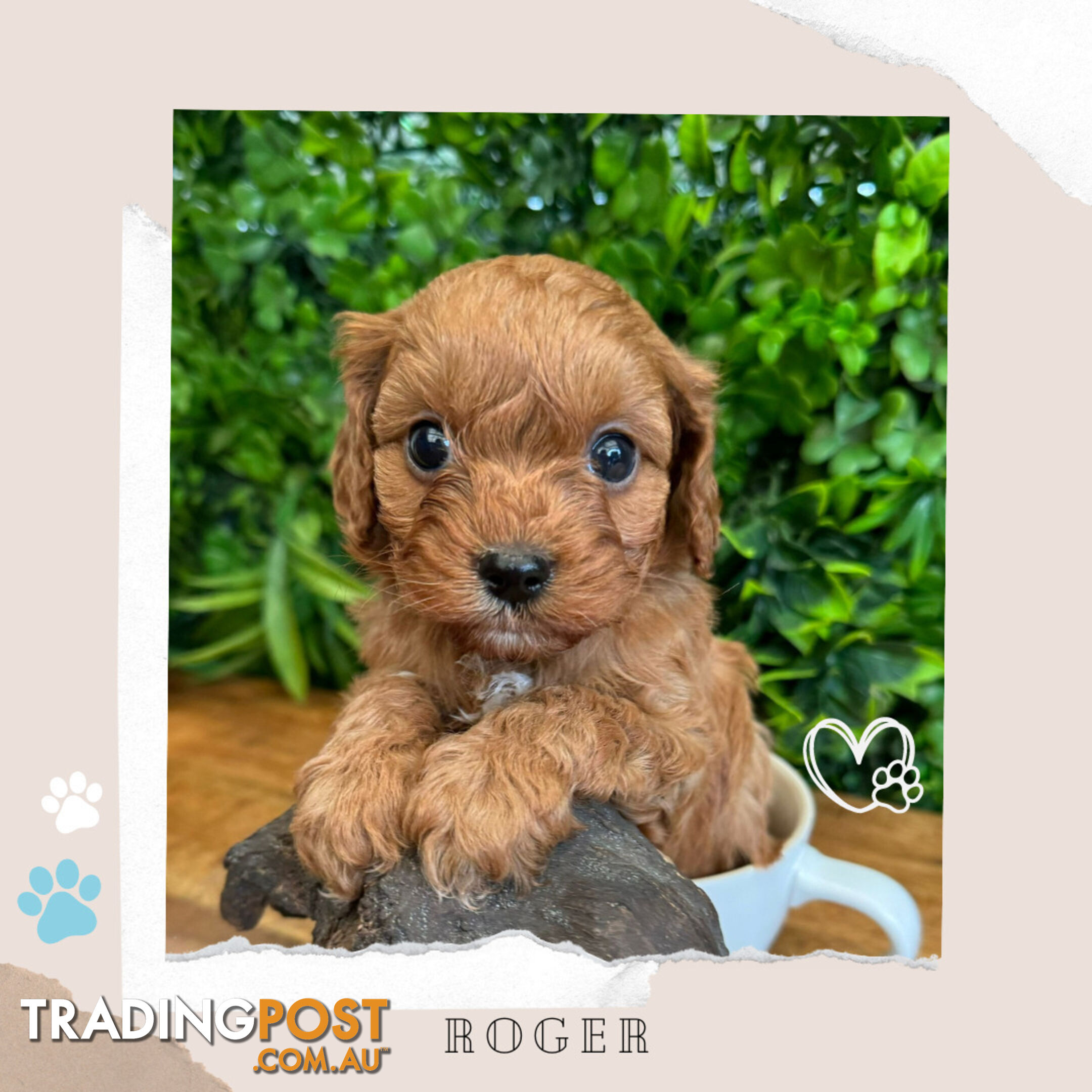 Beautiful 1st Gen Cavoodle Puppies - DNA CLEAR