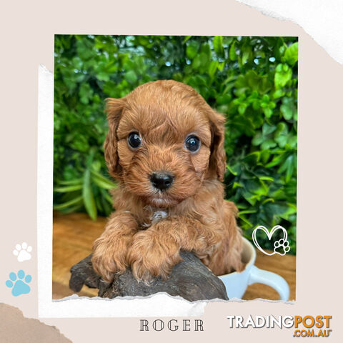 Beautiful 1st Gen Cavoodle Puppies - DNA CLEAR