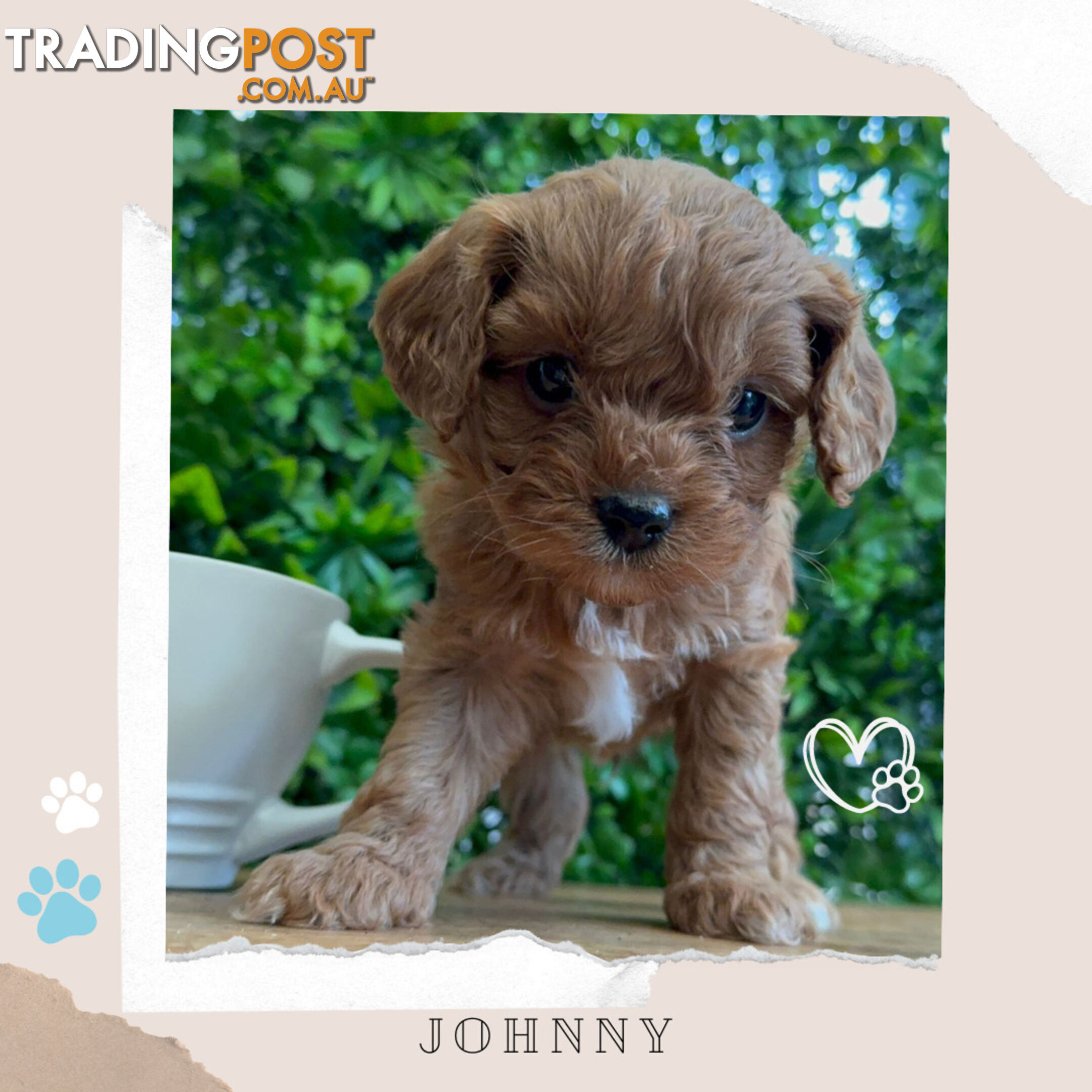 Beautiful 1st Gen Cavoodle Puppies - DNA CLEAR