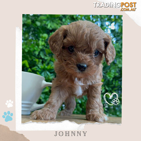 Beautiful 1st Gen Cavoodle Puppies - DNA CLEAR