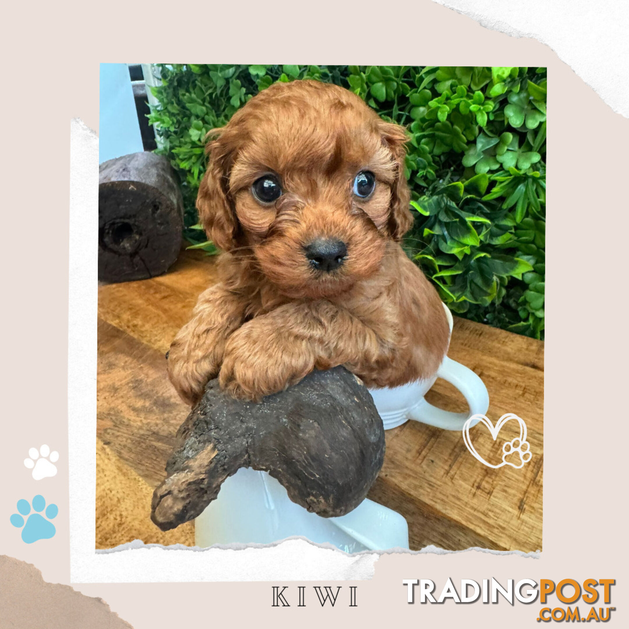 Beautiful 1st Gen Cavoodle Puppies - DNA CLEAR