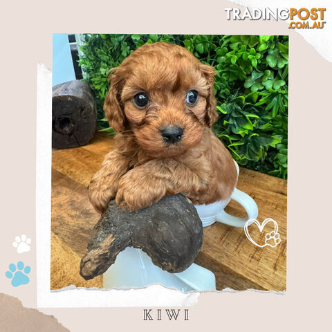 Beautiful 1st Gen Cavoodle Puppies - DNA CLEAR