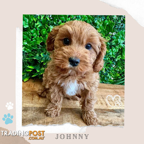 Beautiful 1st Gen Cavoodle Puppies - DNA CLEAR