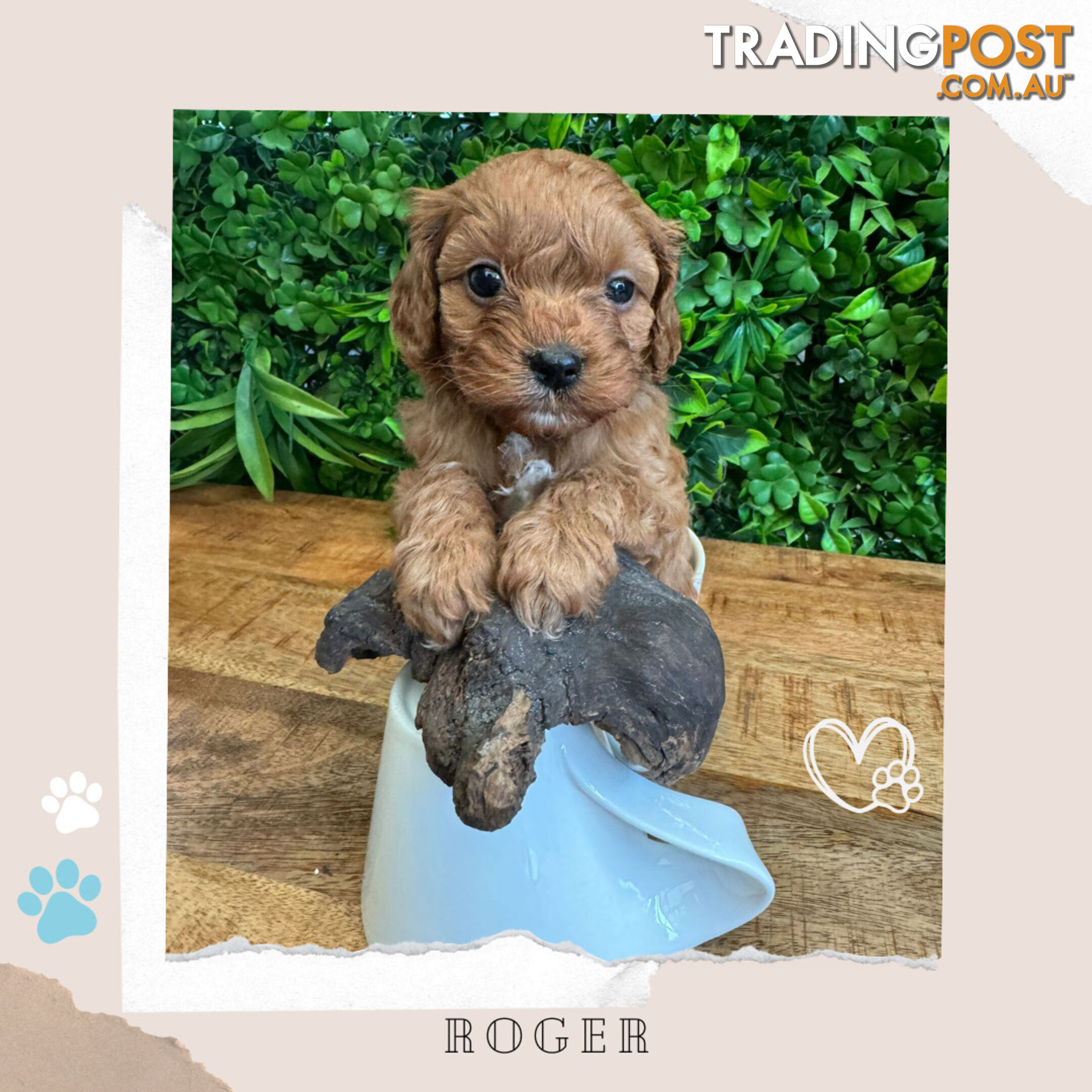 Beautiful 1st Gen Cavoodle Puppies - DNA CLEAR