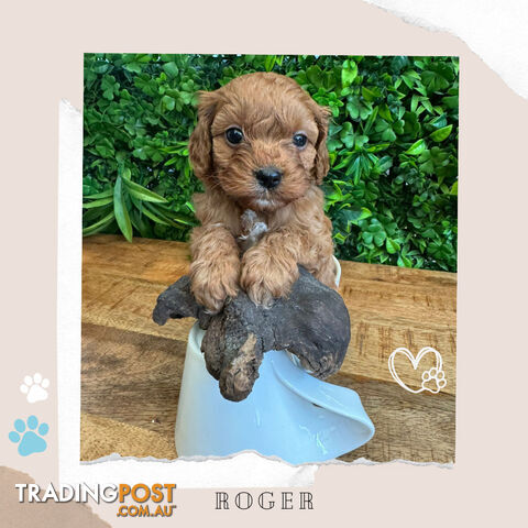 Beautiful 1st Gen Cavoodle Puppies - DNA CLEAR