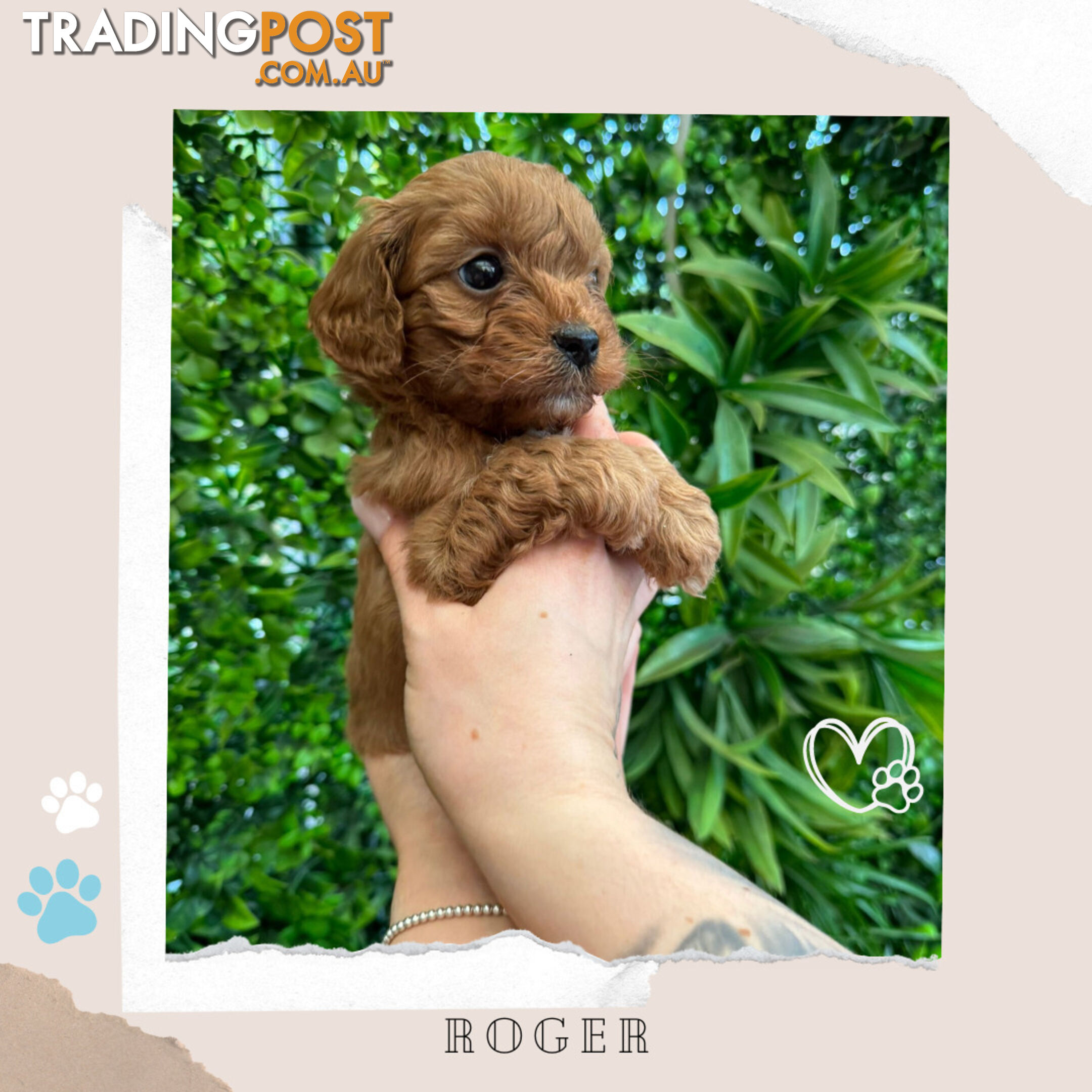 Beautiful 1st Gen Cavoodle Puppies - DNA CLEAR