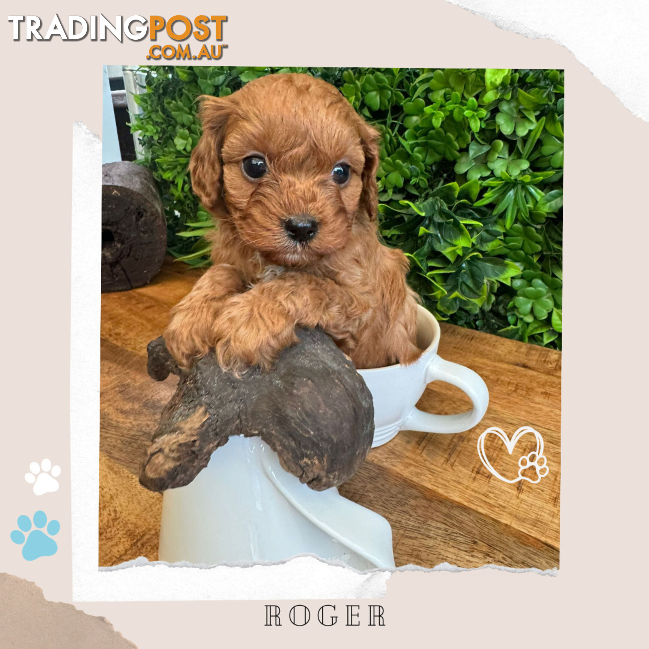 Beautiful 1st Gen Cavoodle Puppies - DNA CLEAR