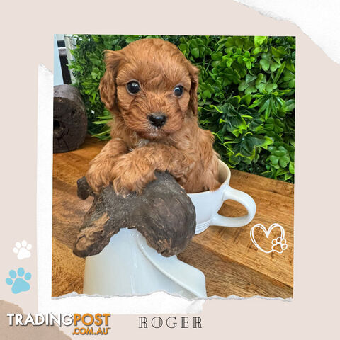 Beautiful 1st Gen Cavoodle Puppies - DNA CLEAR