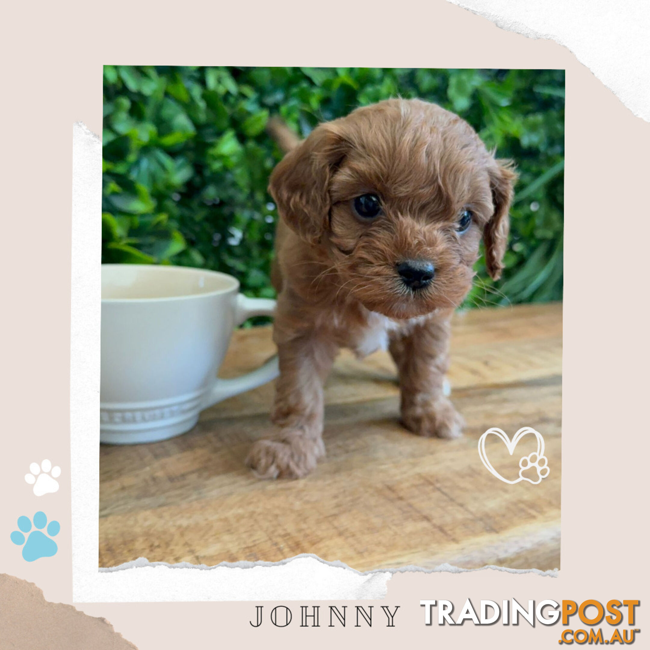 Beautiful 1st Gen Cavoodle Puppies - DNA CLEAR