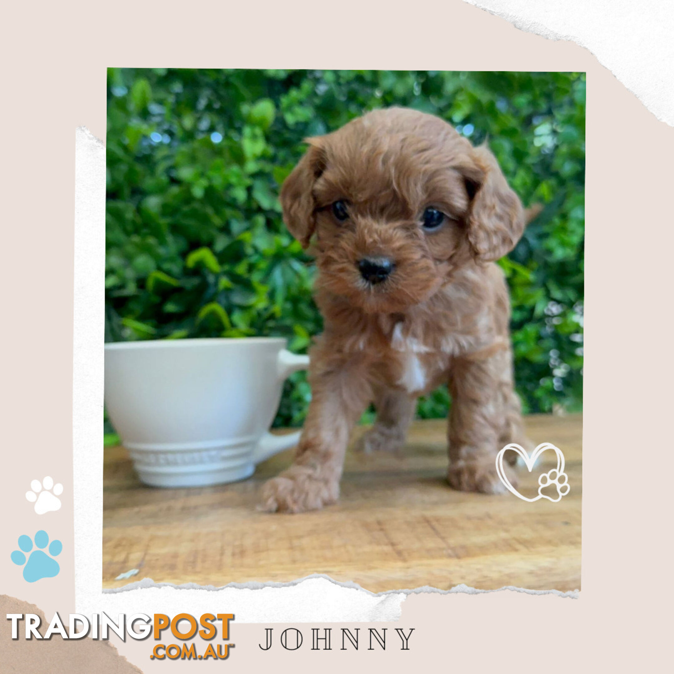 Beautiful 1st Gen Cavoodle Puppies - DNA CLEAR