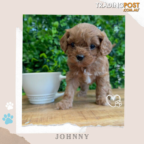 Beautiful 1st Gen Cavoodle Puppies - DNA CLEAR