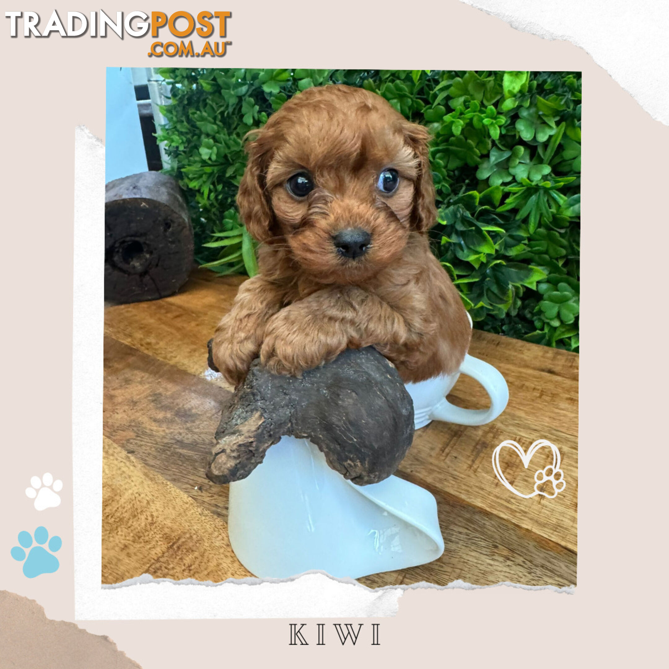 Beautiful 1st Gen Cavoodle Puppies - DNA CLEAR