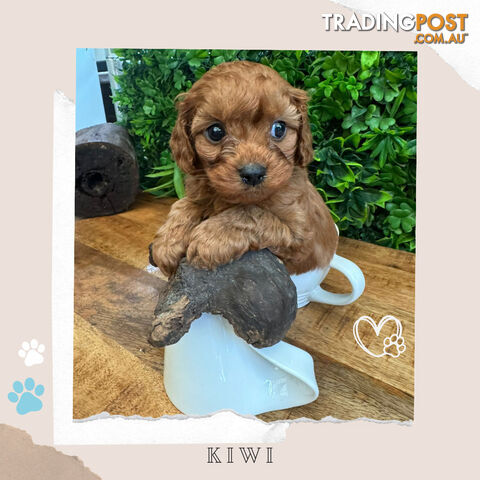 Beautiful 1st Gen Cavoodle Puppies - DNA CLEAR