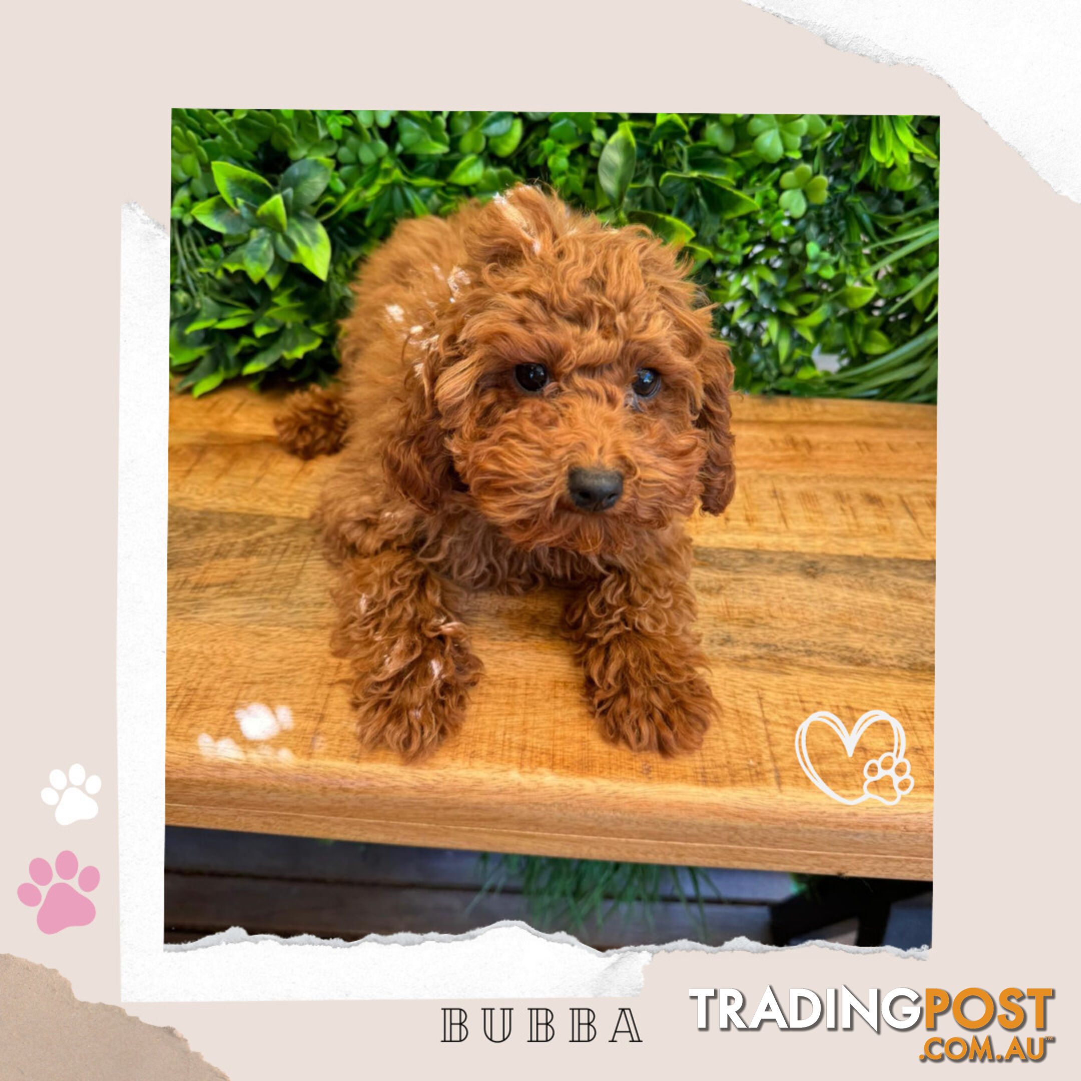 F1b Toy Cavoodle Puppies - Low Allergy and non-shedding