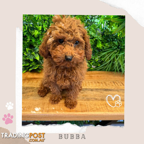 F1b Toy Cavoodle Puppies - Low Allergy and non-shedding