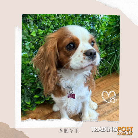Beautiful Cavalier King Charles - Available on Breeders Terms
