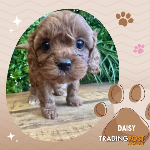 1st Gen Toy Cavoodle Pups DNA Clear, Available Croydon Hills VIC 3136