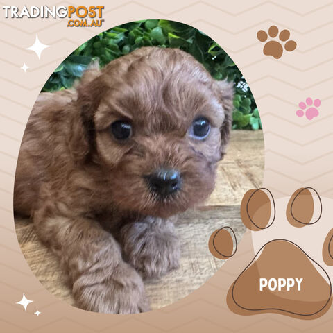 1st Gen Toy Cavoodle Pups DNA Clear, Available Croydon Hills VIC 3136