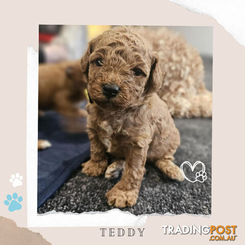 Beautiful F1B Toy Cavoodle Pups - Available Now - 