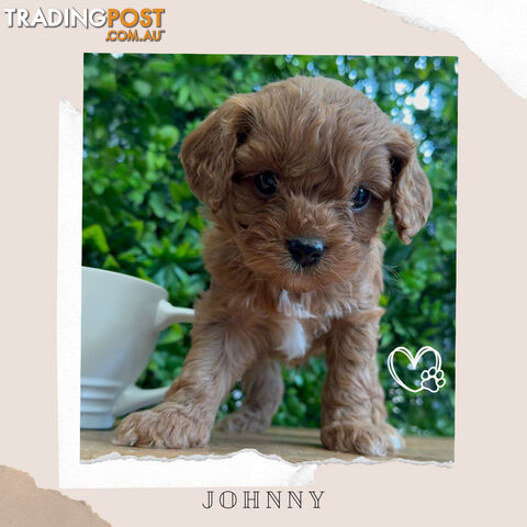 Beautiful 1st Gen Teacup Cavoodle Puppies - DNA CLEAR
