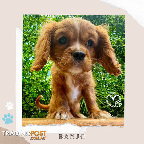 Beautiful Purebred Cavalier King Charles Spaniel Puppies. DNA Clear