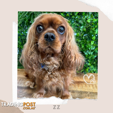 Beautiful Pure Bred Cavalier King Charles - FULLY TOILET TRAINED - Located in Boronia