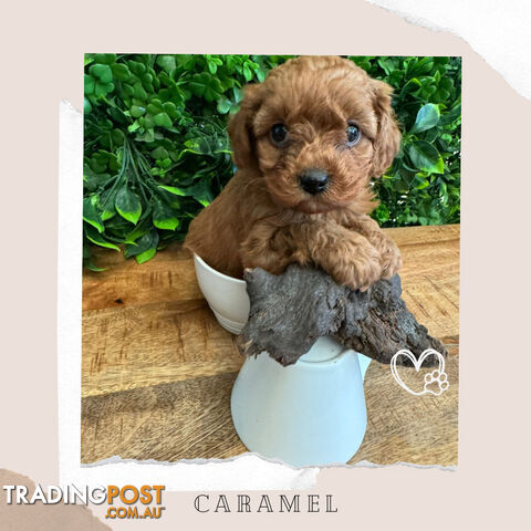 Beautiful 1st Gen Teacup Cavoodle Puppy - DNA Clear - Available on Breeders Terms