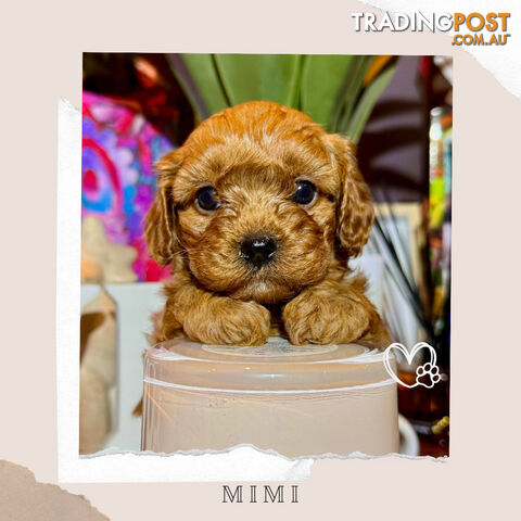 Beautiful 1st Gen Teacup Cavoodle Puppy - DNA Clear - Available on Breeders Terms