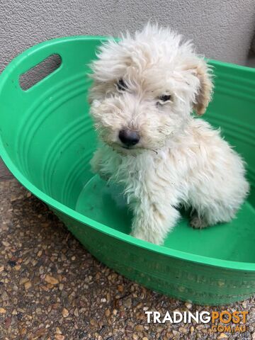 Gorgeous Cavoodle Puppies