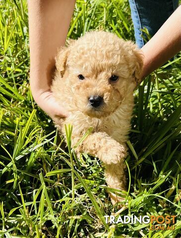 Charming Miniature Male Cavoodle Puppy - Perfect Family Companion!
