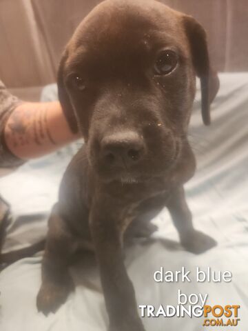 Rottweiler x cane corso