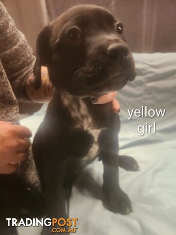 Rottweiler x cane corso - photo 2 of 8