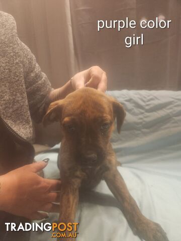 Rottweiler x cane corso - photo 4 of 8