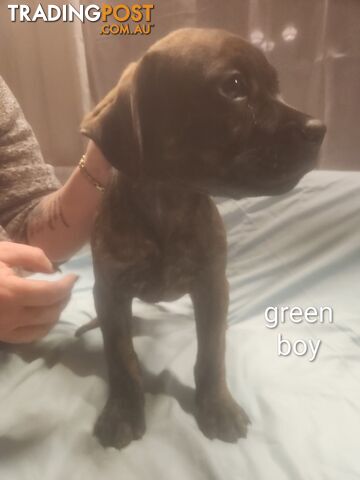 Rottweiler x cane corso - photo 3 of 8