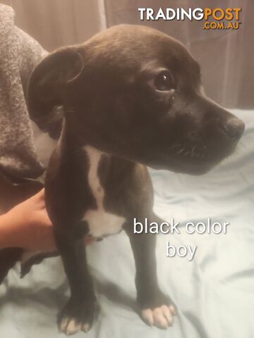 Rottweiler x cane corso - photo 5 of 8