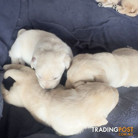 Labrador puppies