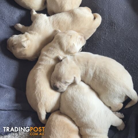 Labrador puppies