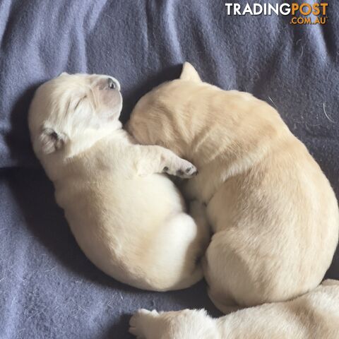 Labrador puppies